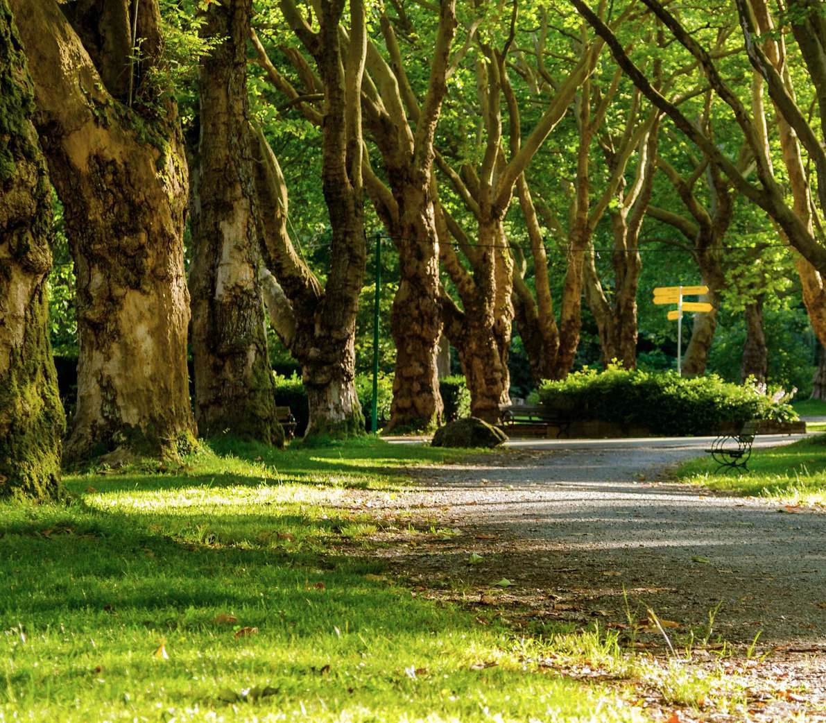 Espaço verde com árvores e um caminho, preparado para receber a comunidade